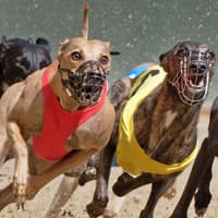 Greyhound Racing